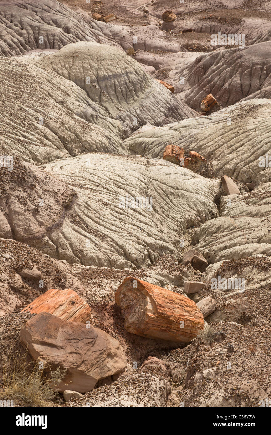 Petrified wood, Araucarioxylon arizonicum, laying in badlands of the Petrified Forest National Park, Arizona, USA. Stock Photo