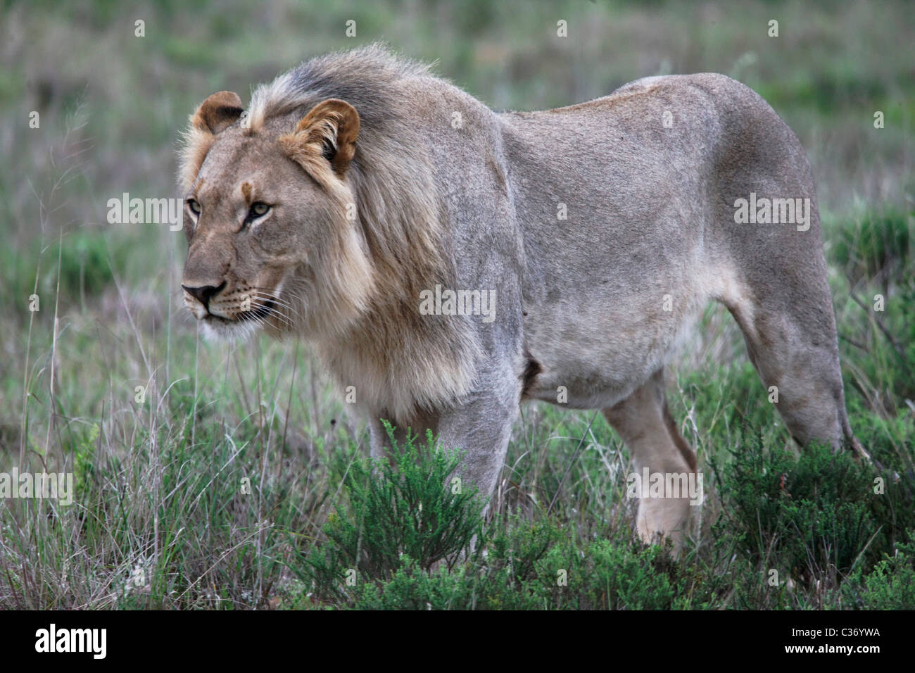 lion male walking Stock Photo - Alamy