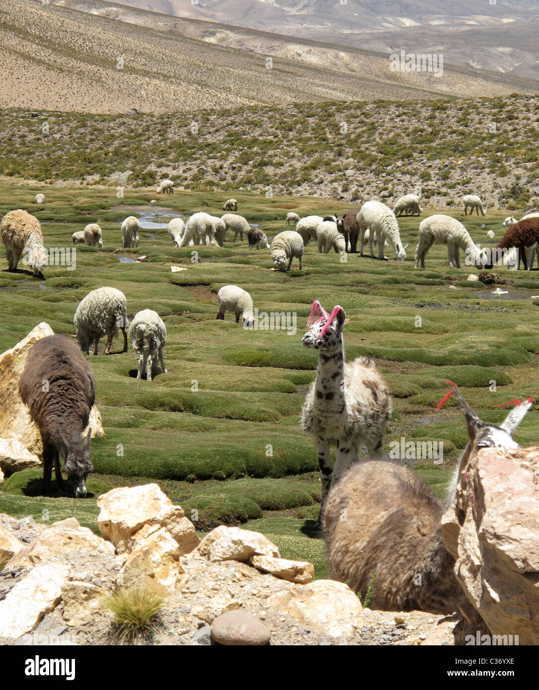 Domestication of lamas, marked with red ribbons by the owner, between Arequipa and Chivay, near Colca Valley,Peru Stock Photo