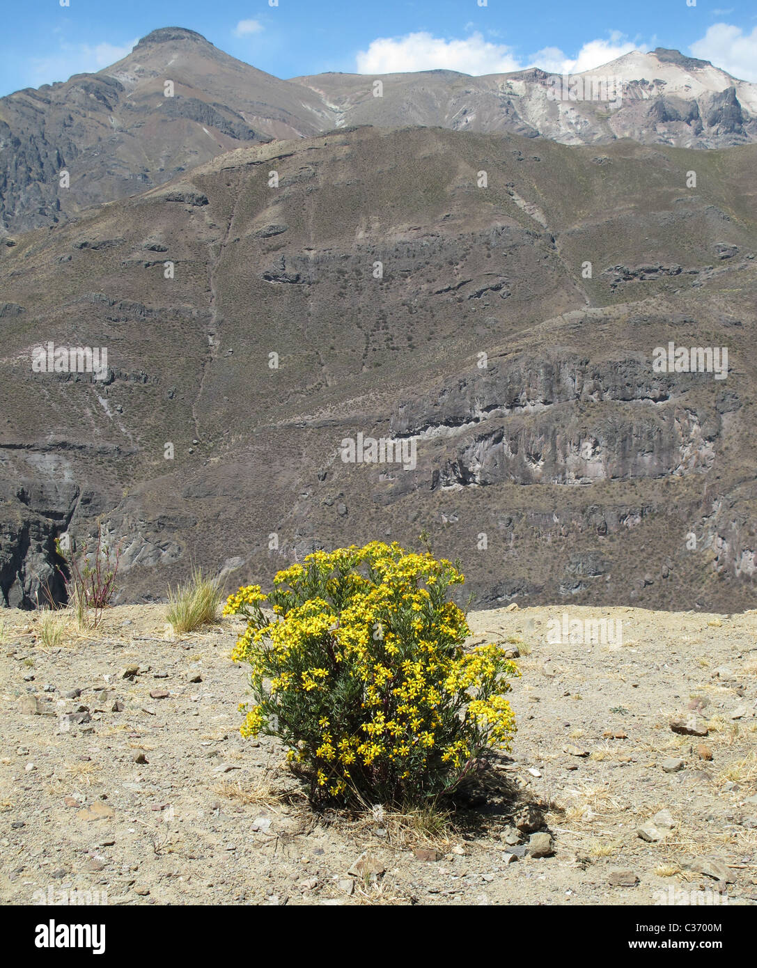 Colca and volcanoes valley with bush of yellow flowers, near volcan misti: 5825 m and Ubinas: 5572 m, cordillera de Ampato Stock Photo