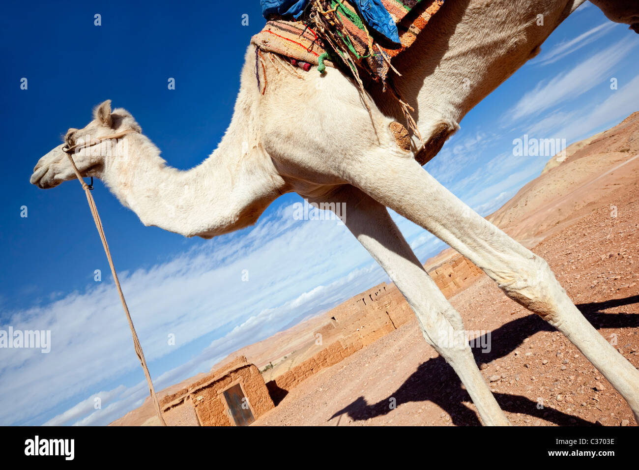 White camel against blue sky. Stock Photo