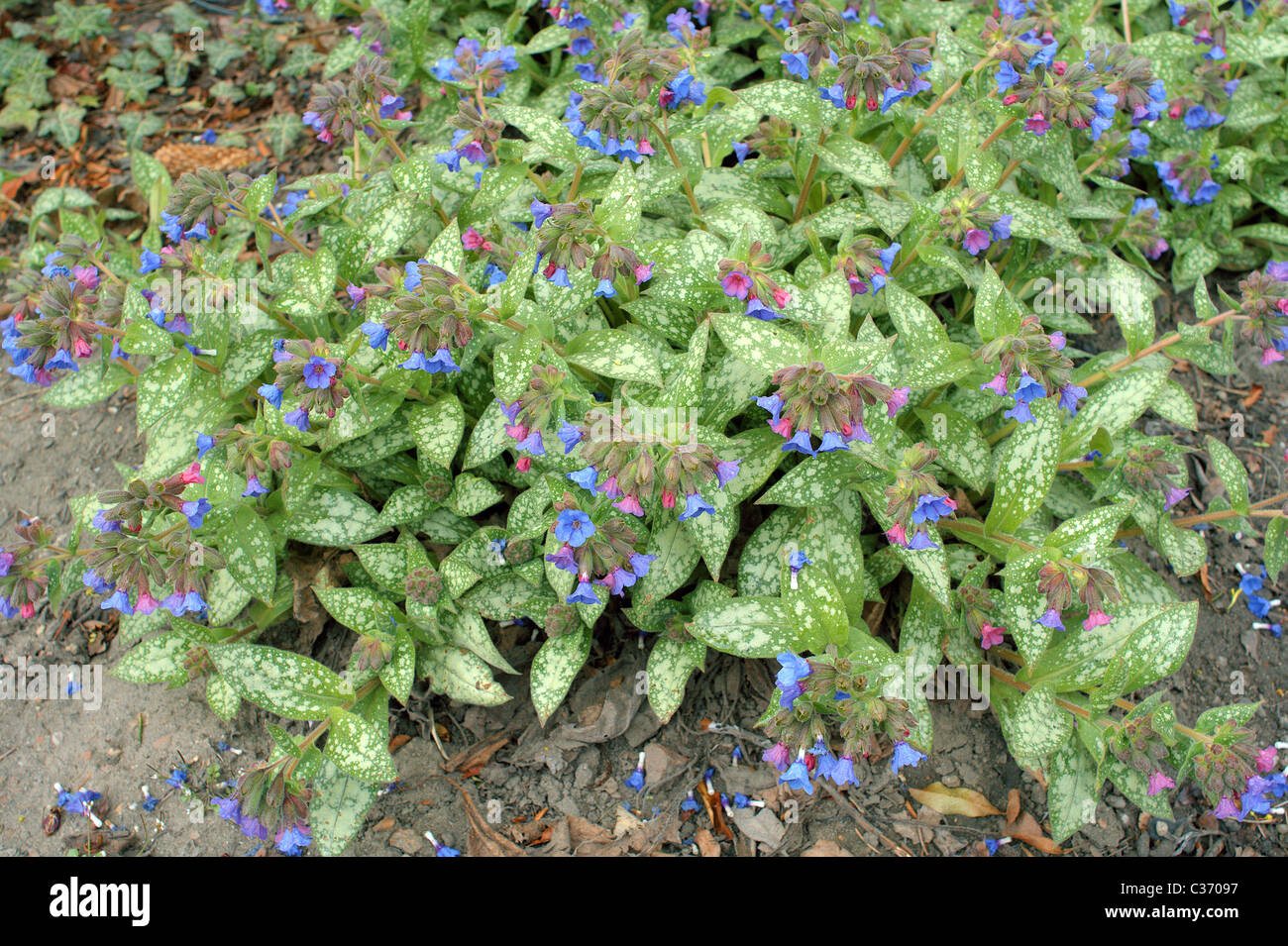 Blue cowslip lungwort blooming Pulmonaria angustifolia Stock Photo