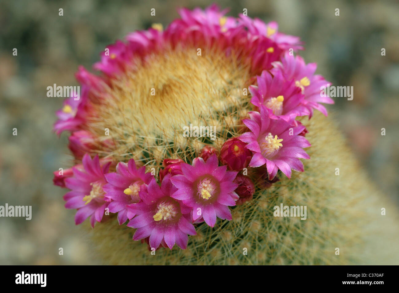 Cactus Mammillaria chionocephala pink flowers blooming Stock Photo