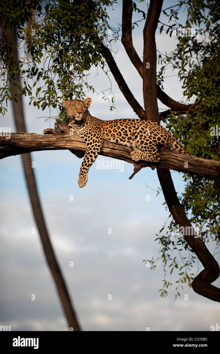 African female Leopard Panthera padres lying in tree in Mombo, Okavango Delta Botswana in Africa Stock Photo