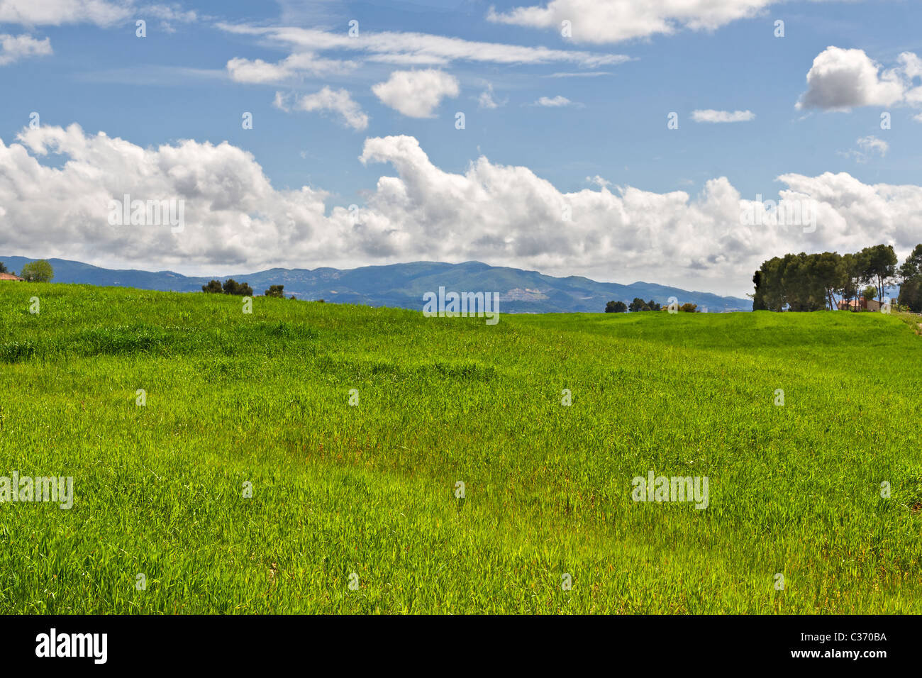 Green field with blue sky and clouds in the background Stock Photo - Alamy