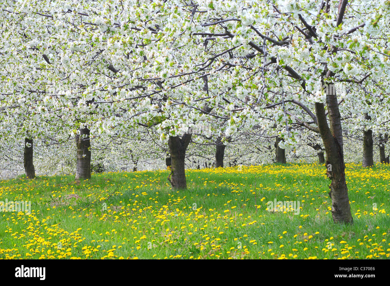 Cherry trees in full bloom spring cherry orchard Stock Photo - Alamy