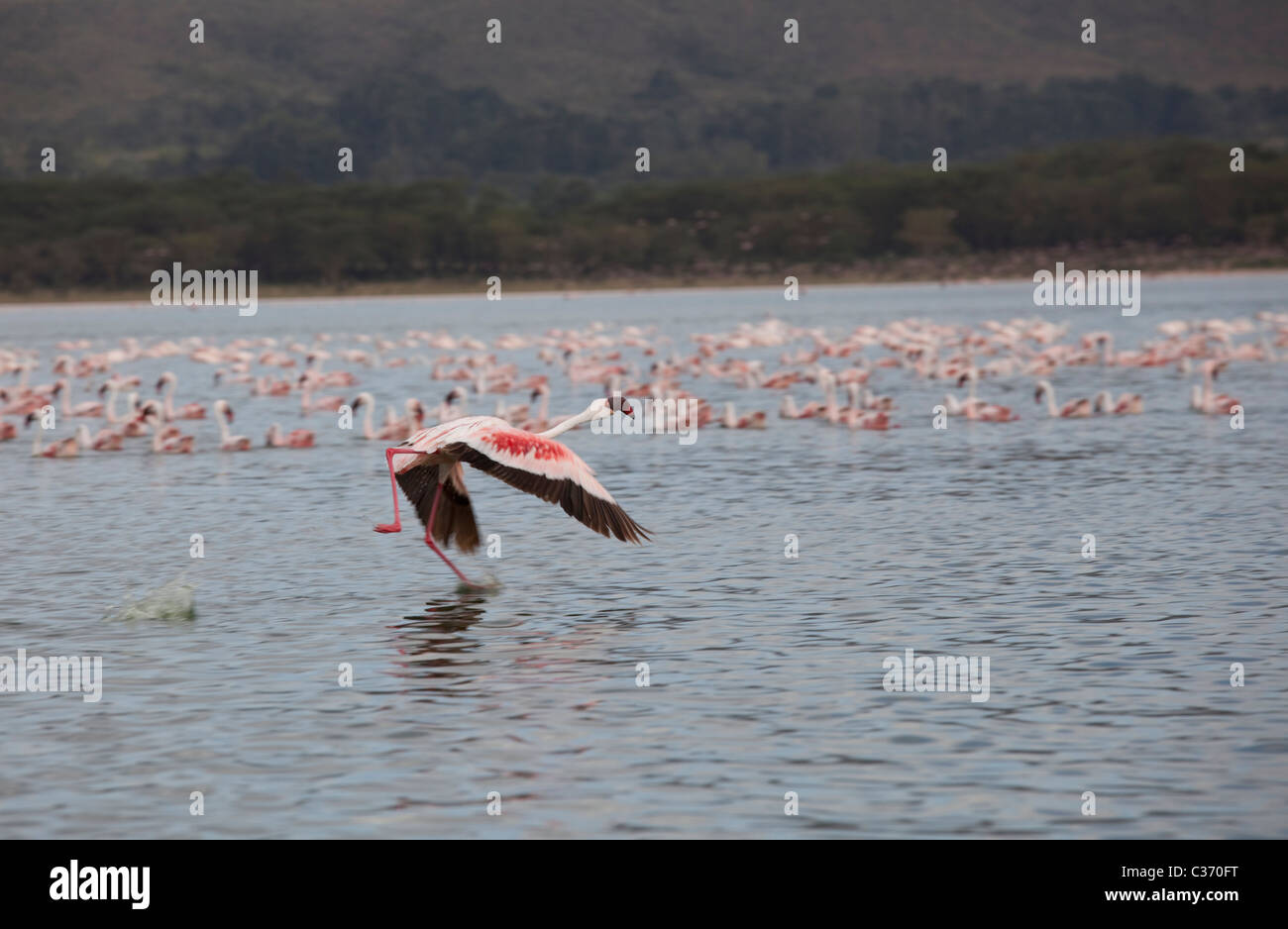 Single Lesser flamingo in flight Lake Olodien Lake Naivasha Rift Valley Kenya Stock Photo