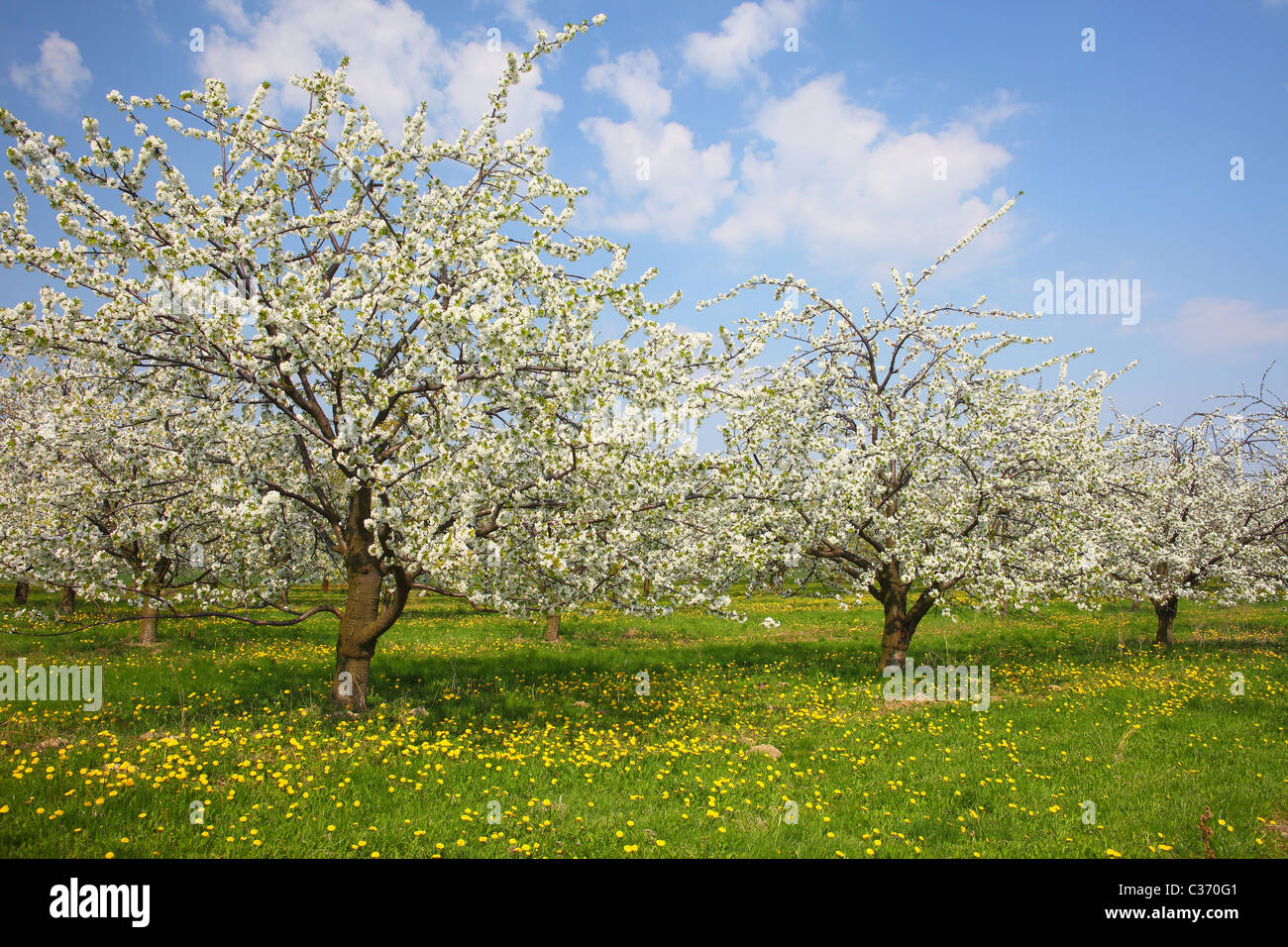 Cherry trees in full bloom spring cherry orchard Stock Photo
