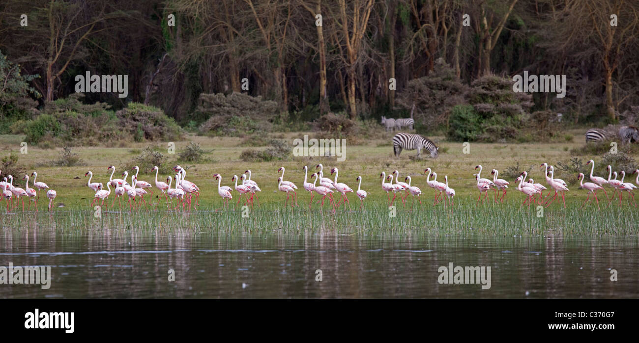 Panorama of Lesser flamingo flock edge of Lake Olodien Lake Naivas Stock Photo