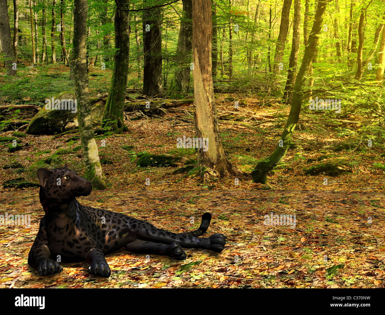 A beautiful black panther lies down in the deep forest to rest Stock Photo Alamy