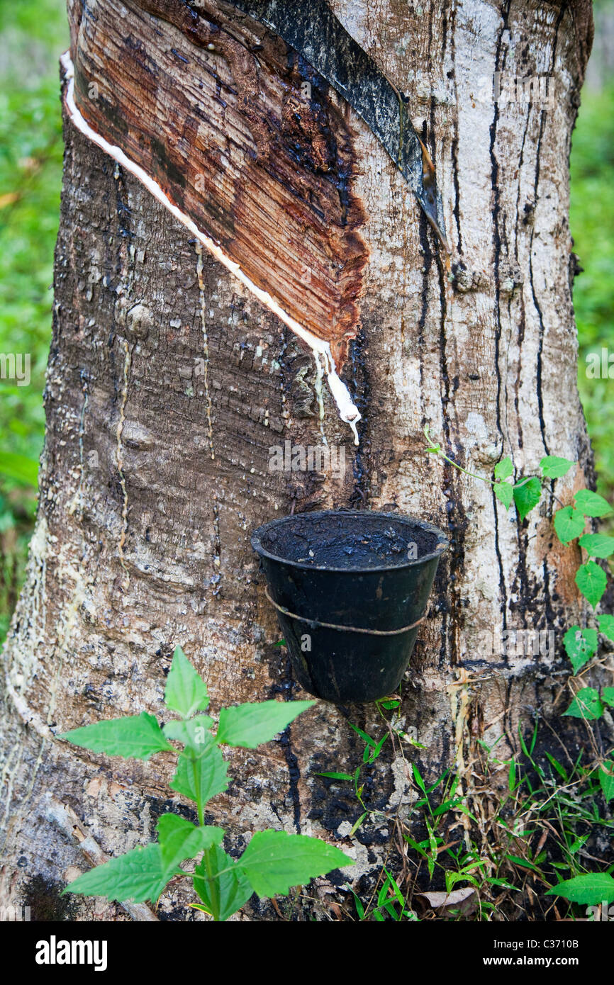 Le Caoutchouc Liquide Dans Un Seau De L'arbre En Caoutchouc De Para Dans  Songkhla, Thaïlande Photo stock - Image du down, jour: 136714978