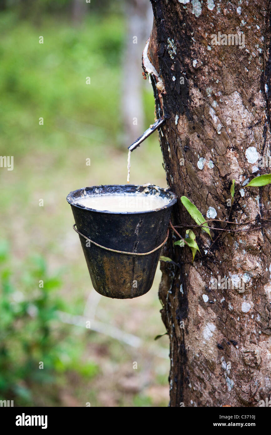 malaysia rubber
