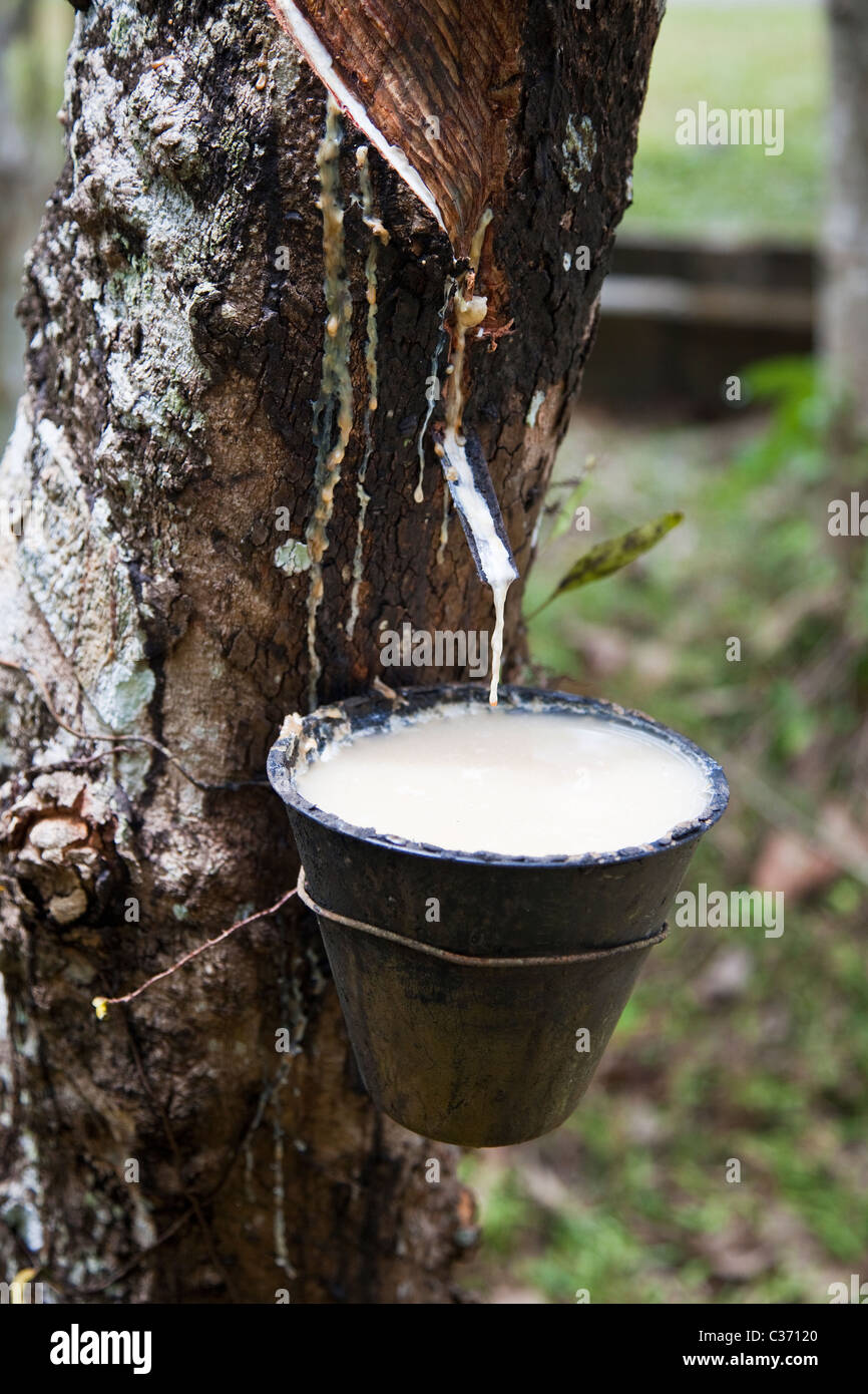 Latex Dripping from a Rubber Tree, Malaysia Stock Photo
