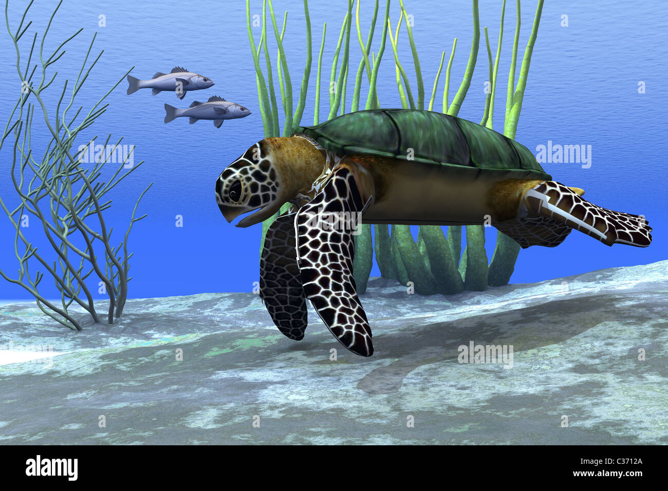 A sea turtle makes its way along the bottom of the sea looking for food. Stock Photo