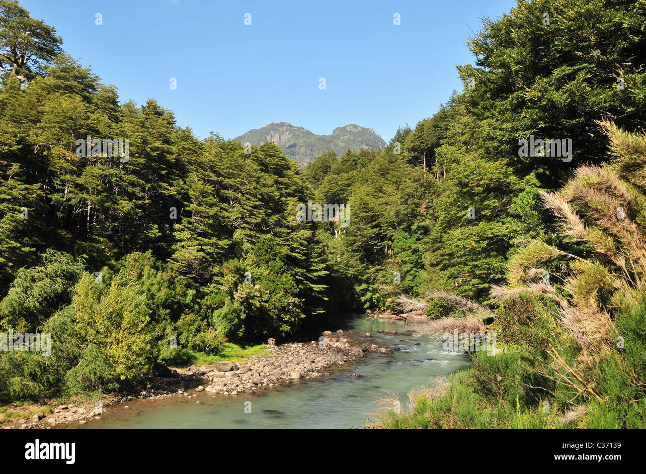 South American bamboo thicket and Temperate Rain Forest trees on the steep banks of Rio Frias, Puerto Blest, Andes, Argentina Stock Photo