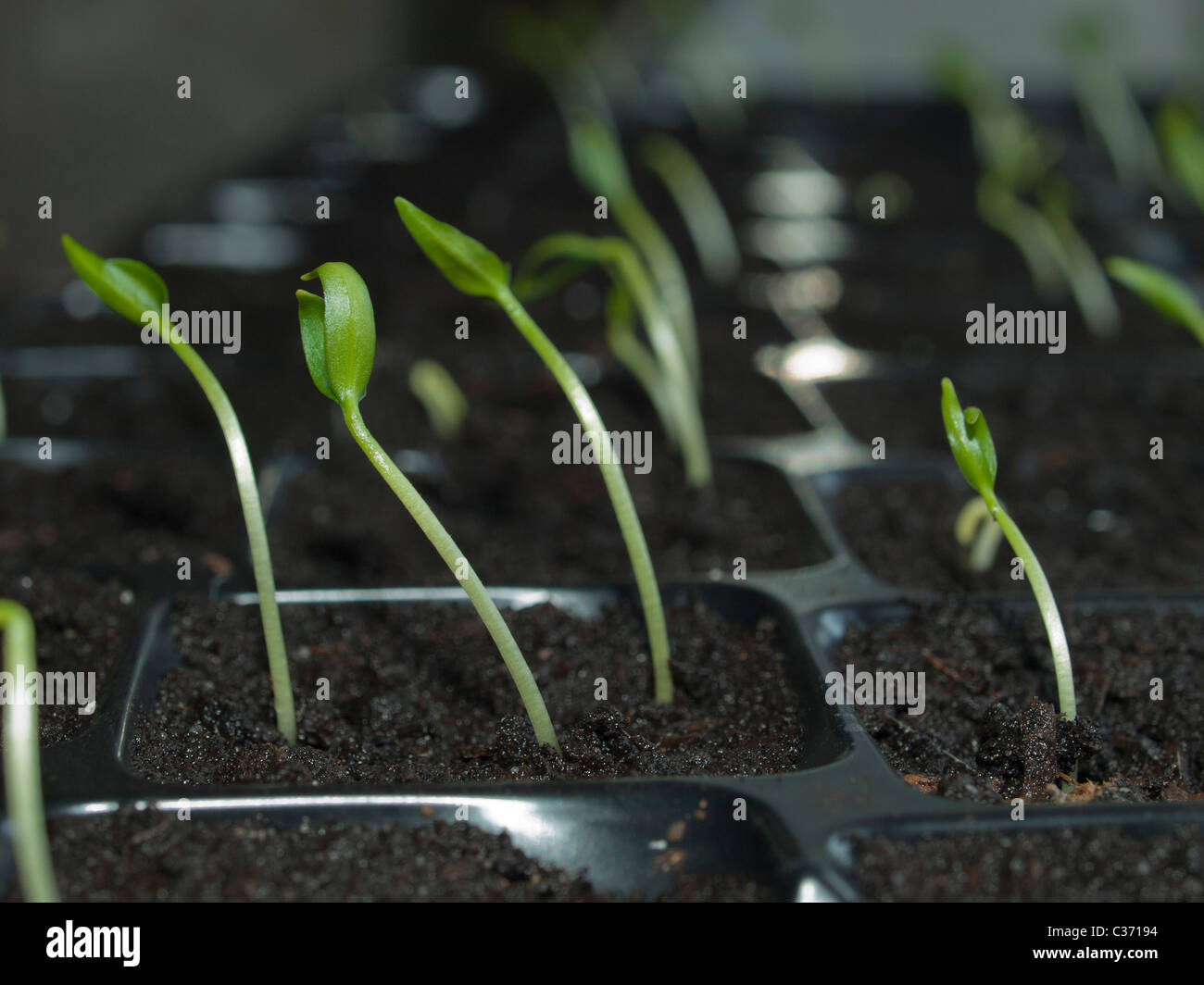 Pepper sprouts Stock Photo Alamy