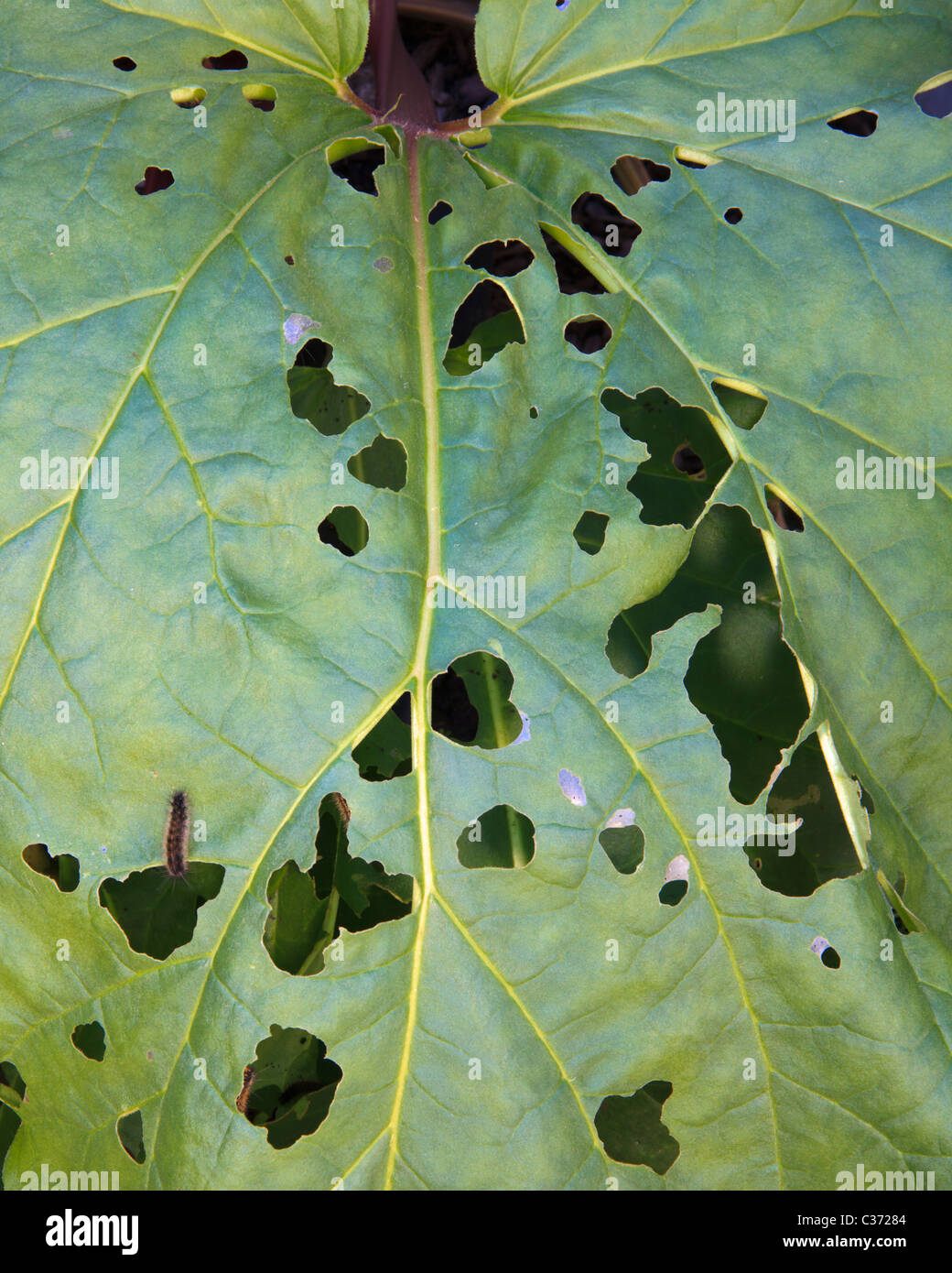 Holes In Geranium Leaves