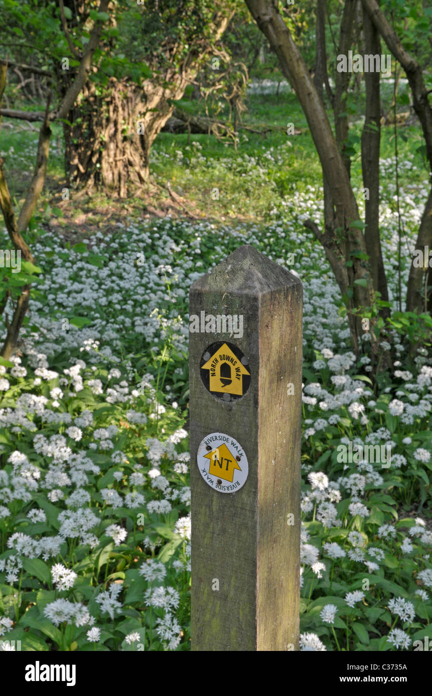 Footpath markers: North Downs Way, Box Hill, Surrey, England. Ramsons, or Wild Garlic in background. Stock Photo