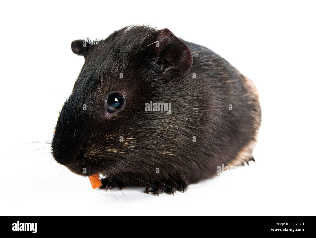 brown cavy on white background  Stock Photo