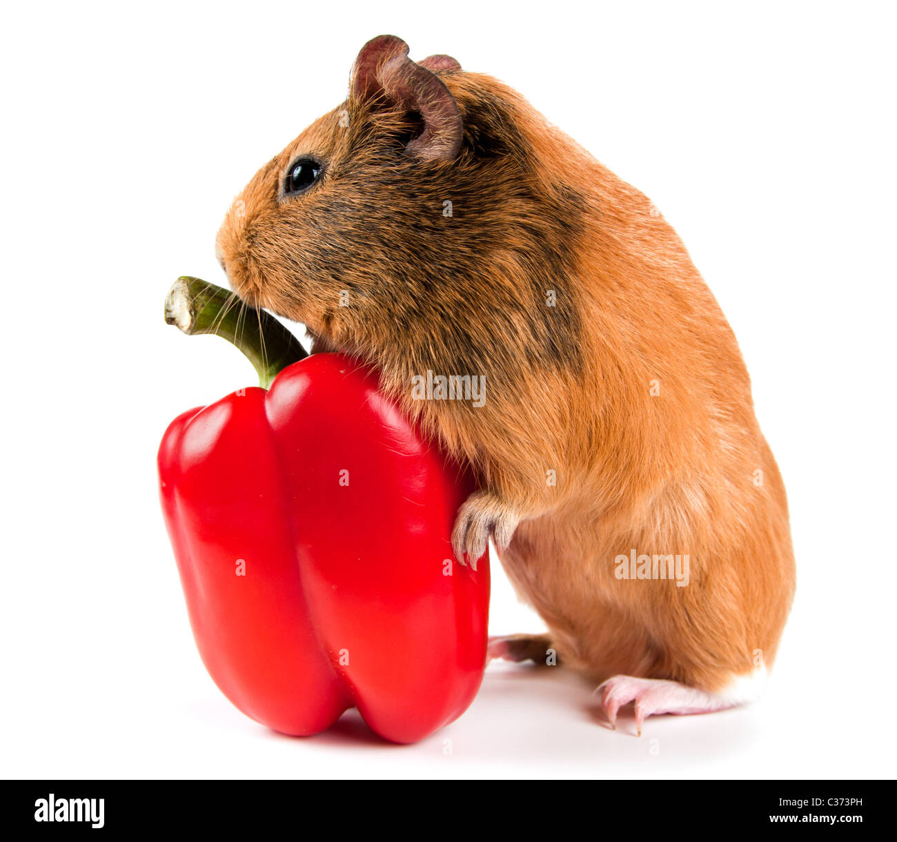Guinea pig red pepper hi res stock photography and images Alamy