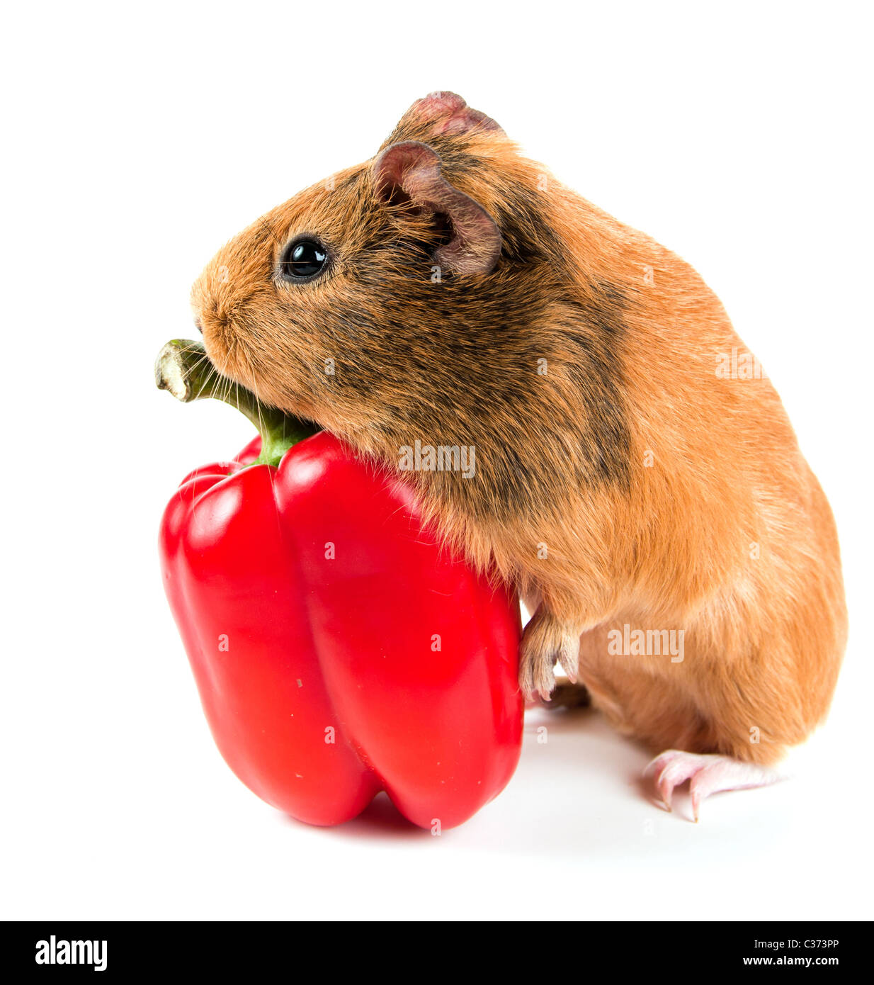Guinea pepper hi-res stock photography and images - Alamy