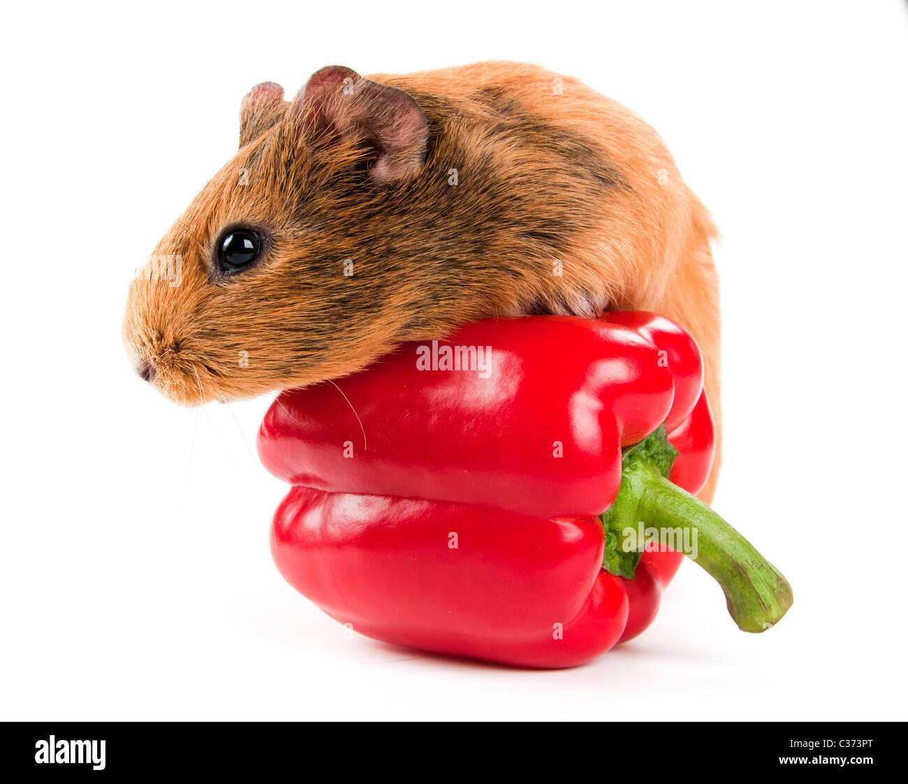 the guinea pig and a red pepper Stock Photo - Alamy