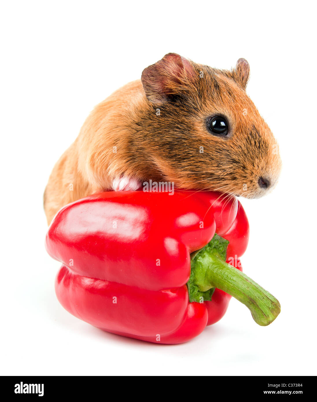Picture of the guinea pig and a red pepper Stock Photo - Alamy