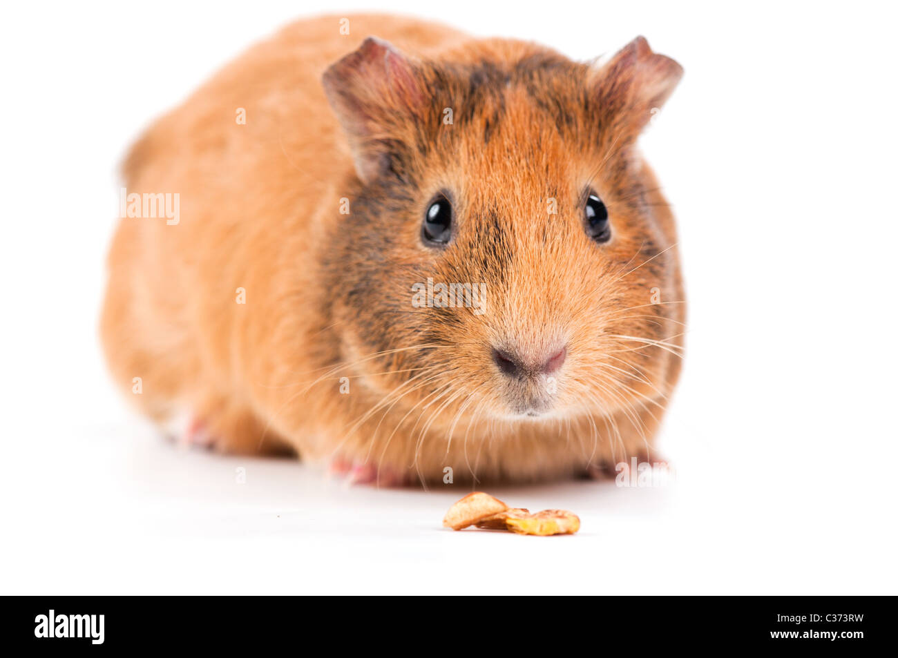 View of guinea pig with seeds isolated on white background Stock Photo - Alamy
