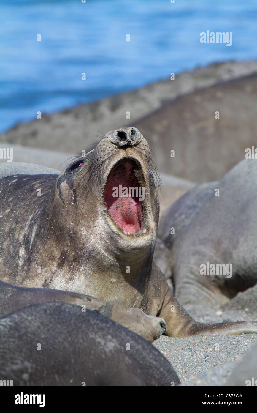 A female southern elephant seal yawns on the beach at Royal Bay, South Georgia Island Stock Photo