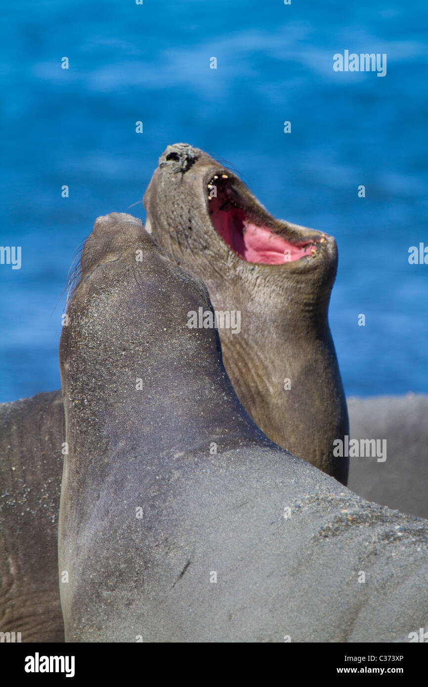 Two female southern elephant seals roar on the beach at Royal Bay, South Georgia Stock Photo