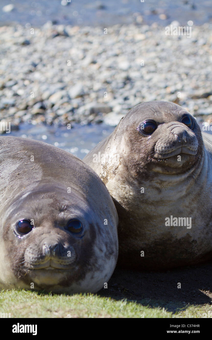 Two weaner southern elephant seals, Royal Bay, South Georgia Island Stock Photo
