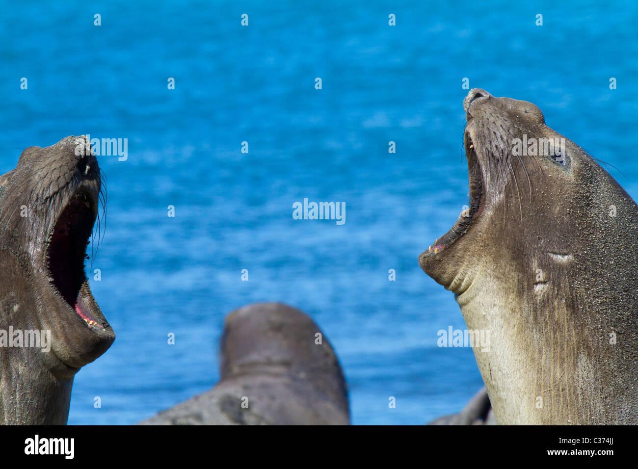 Two female southern elephant seals roar in unison, Royal Bay, South Georgia Island Stock Photo