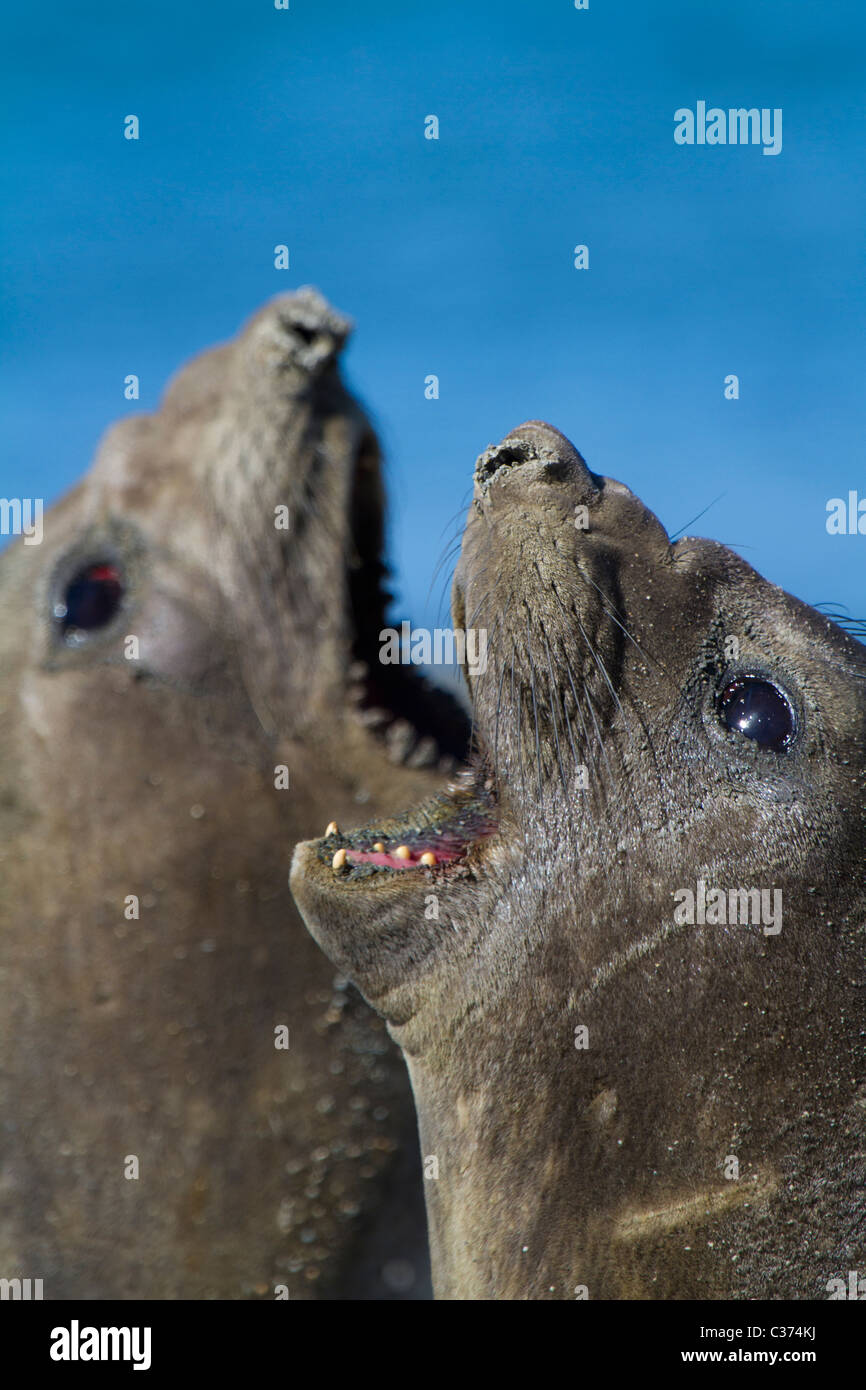 Two female elephant seals bark in unison, Royal Bay, South Georgia Island Stock Photo
