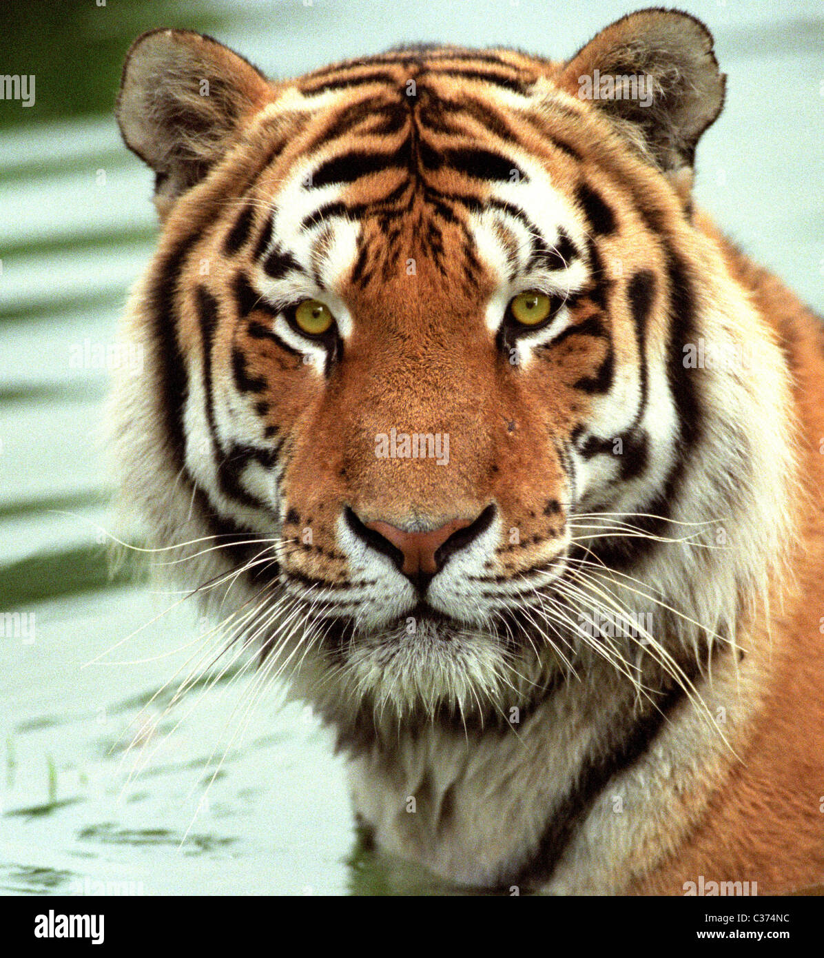 North china tiger hi-res stock photography and images - Alamy