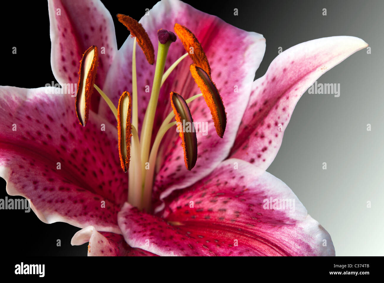 Closeup of a open stargazer Lily against a gradient back drop. Stock Photo