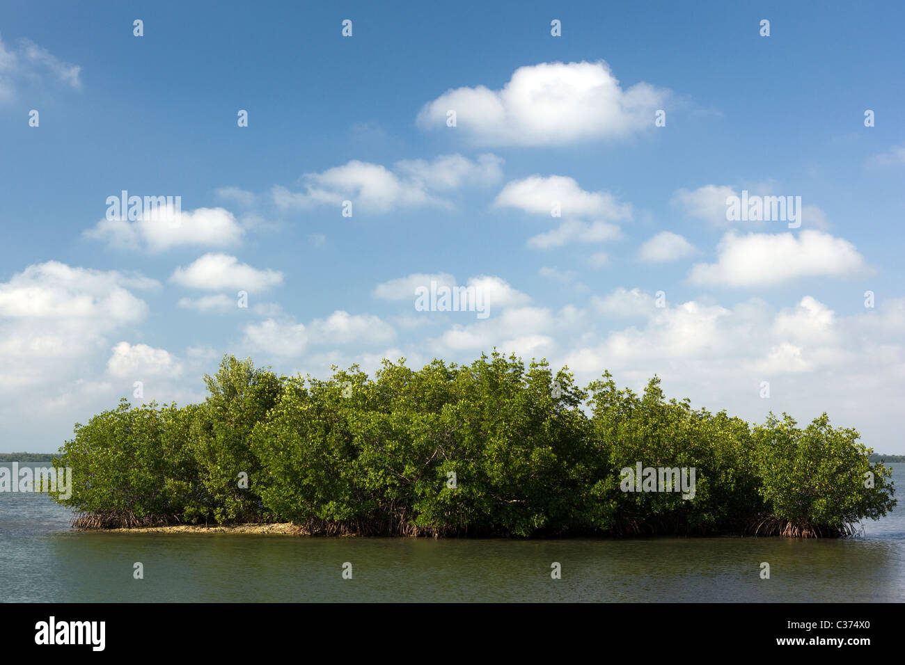 Mangrove Island J.N. Ding Darling National Wildlife Refuge Sanibel