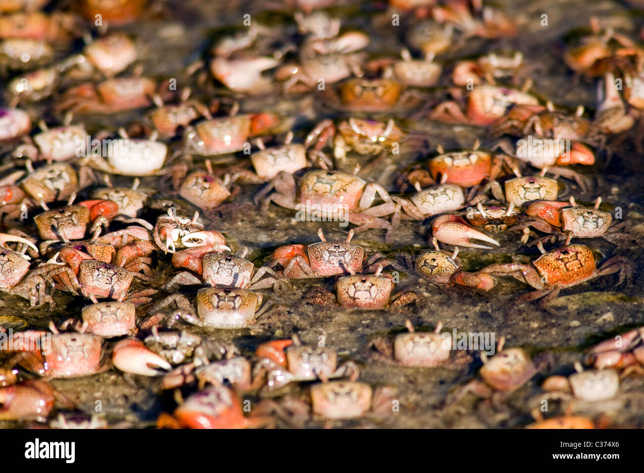 Large group of Fiddler Crabs - J.N. Ding Darling National Wildlife Refuge - Sanibel Island, Florida USA Stock Photo