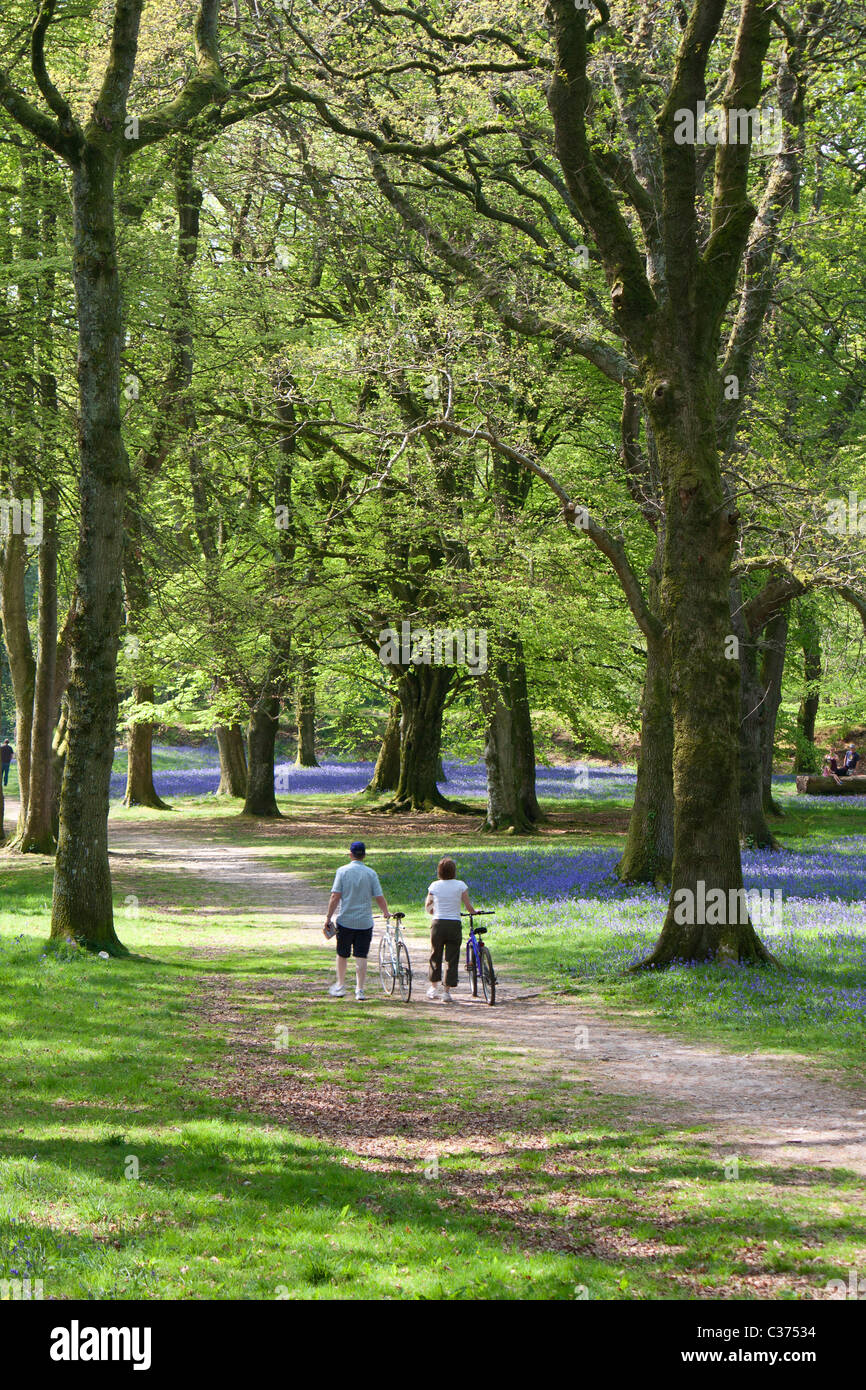Couple with bicycles in the bluebell woods at Blackbury Camp near Southleigh, Devon Stock Photo
