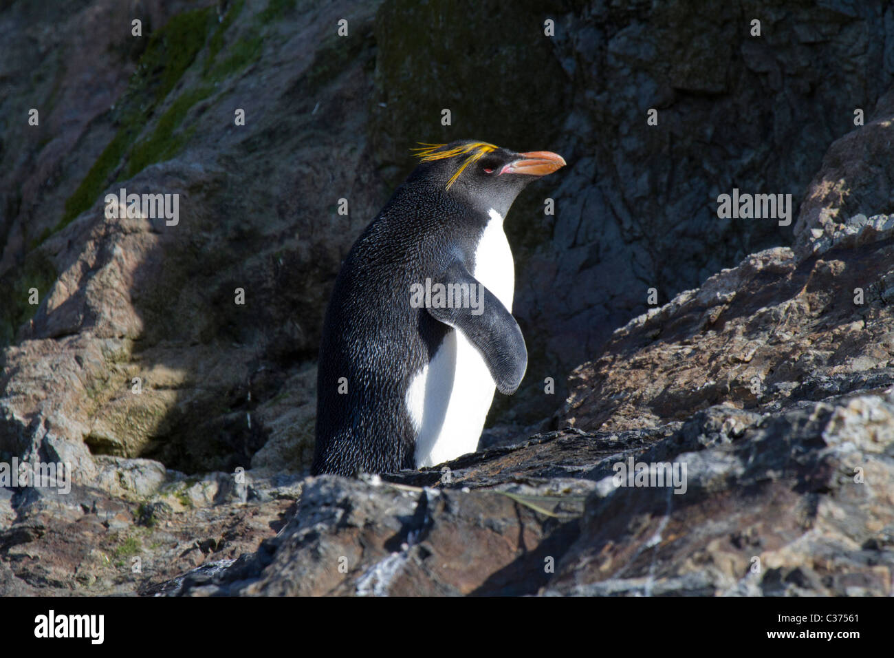 Macaroni penguin near rookery in Hercules Bay, South Island