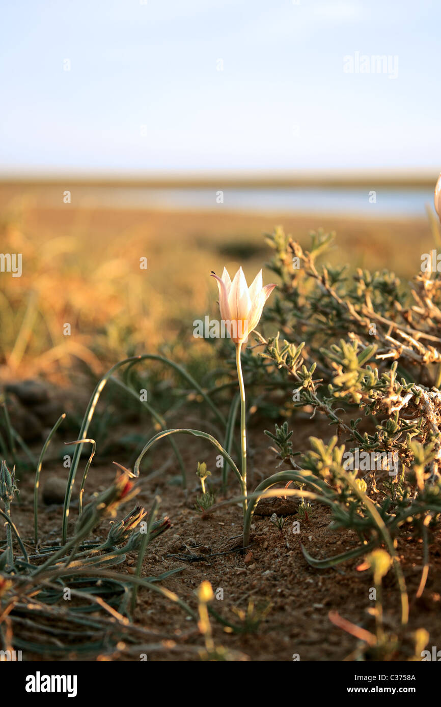 Steppe Flower In A Closeup Month End Of April Evening Stock Photo Alamy