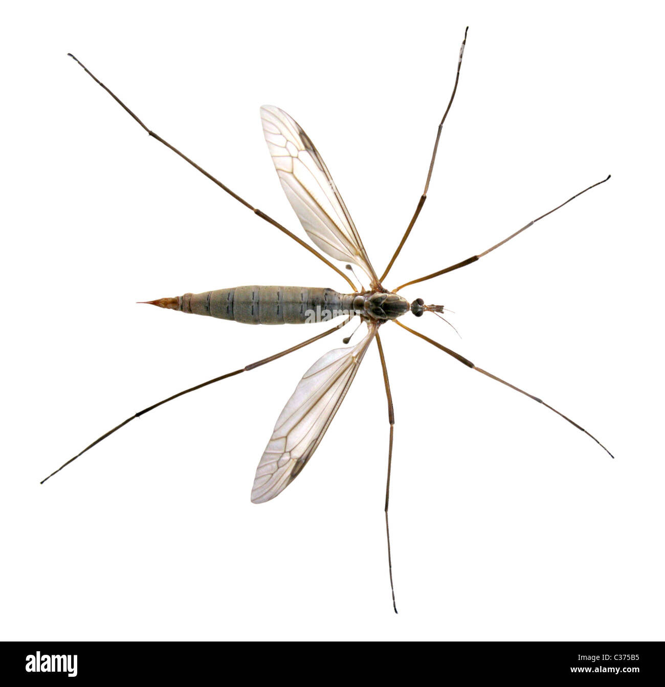 Isolated crane fly (Tipula) on white background Stock Photo