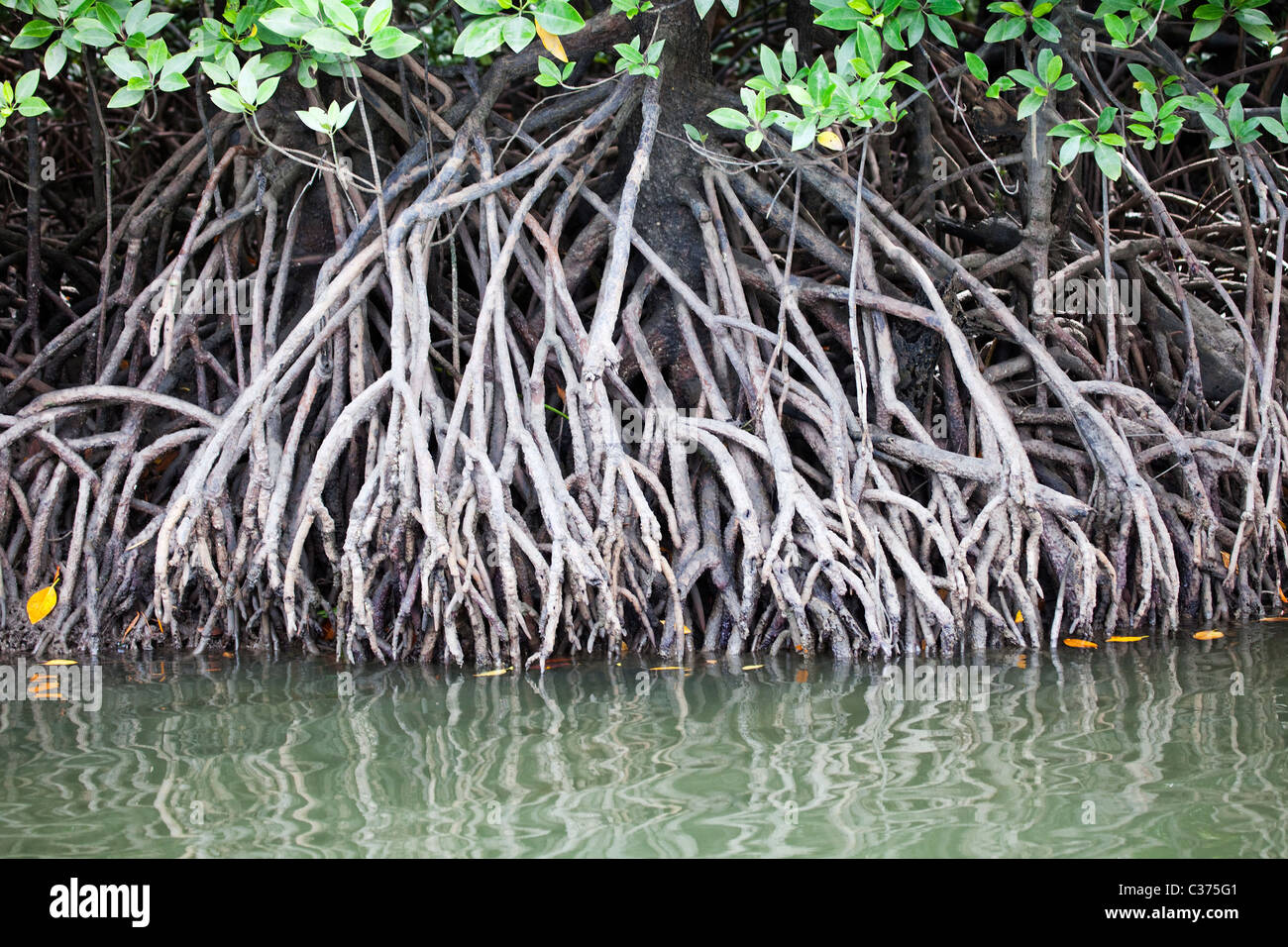 Mangroves in Malaysia Stock Photo