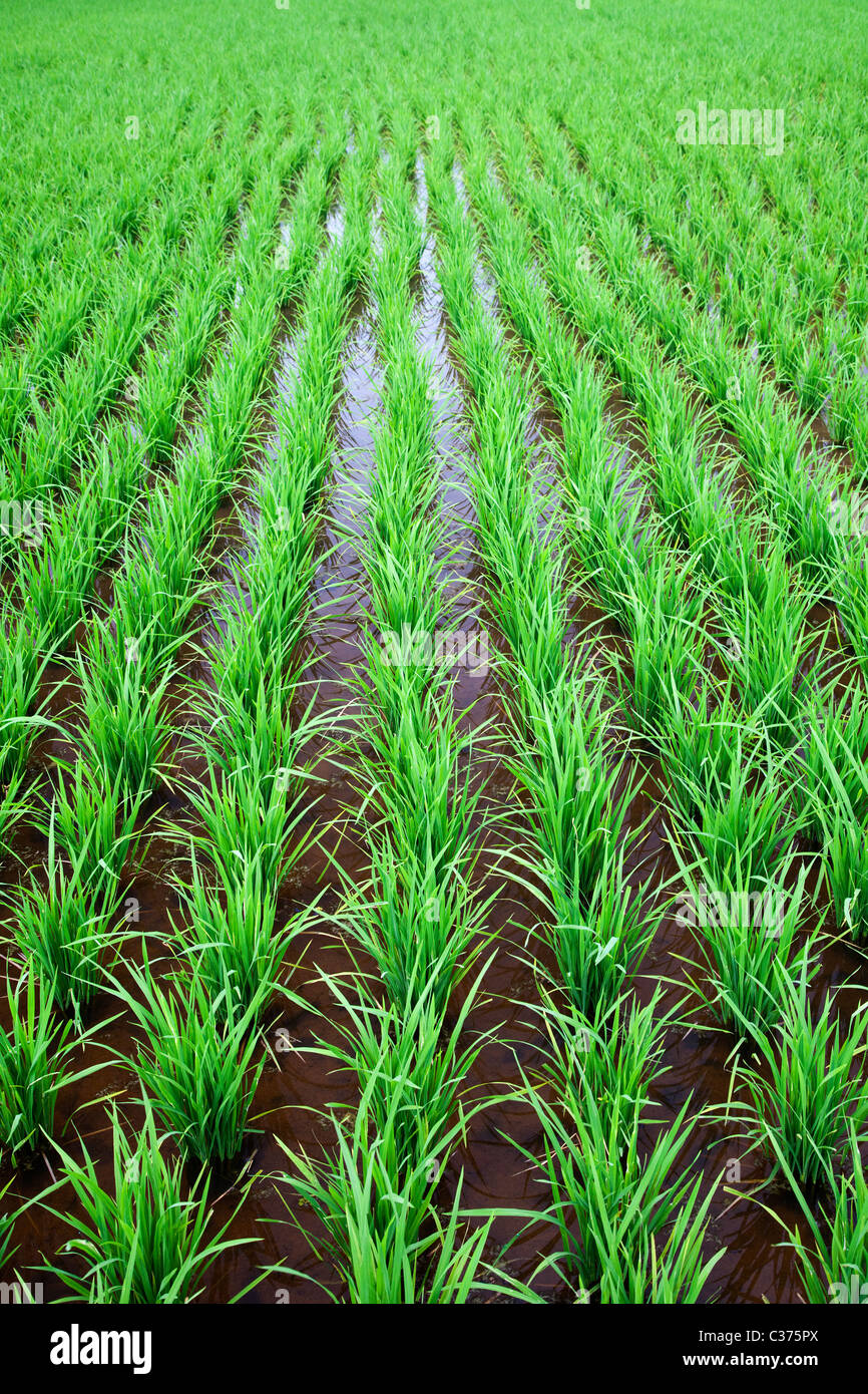Rice Field in Malaysia Stock Photo