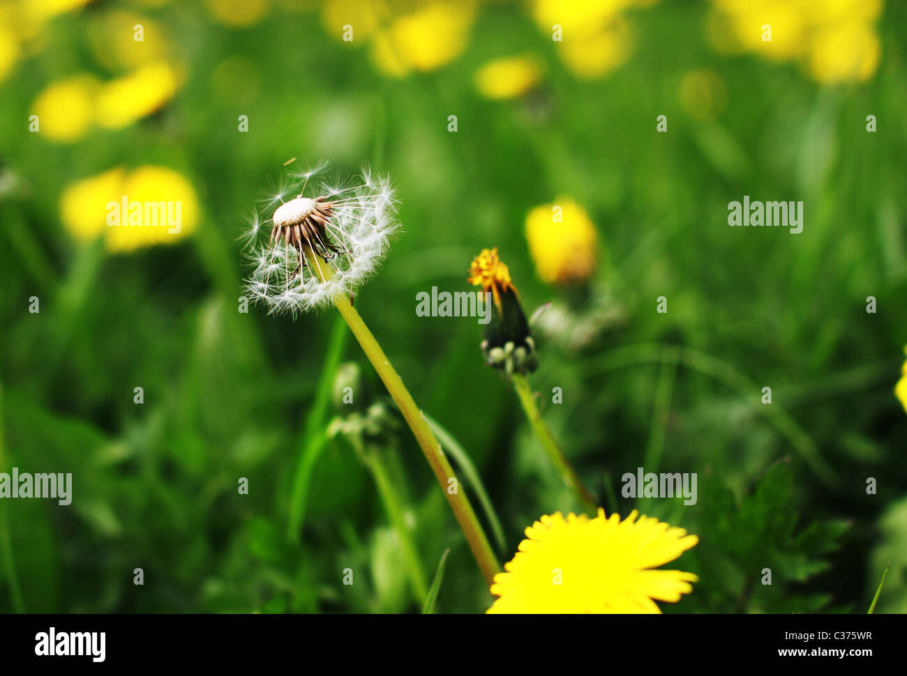 Flow Dandelion High Resolution Stock Photography And Images Alamy