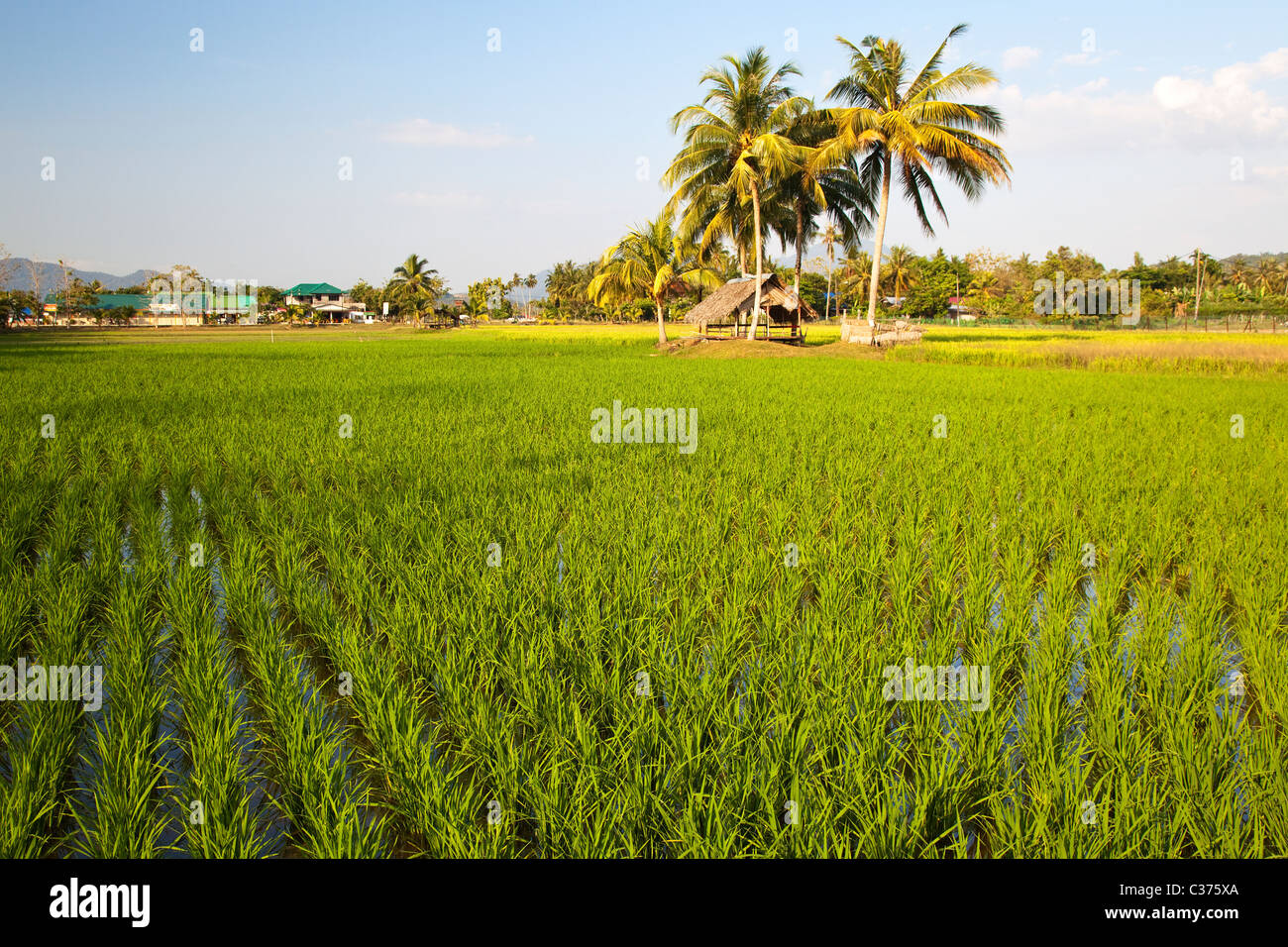 Rice Field in Malaysia Stock Photo