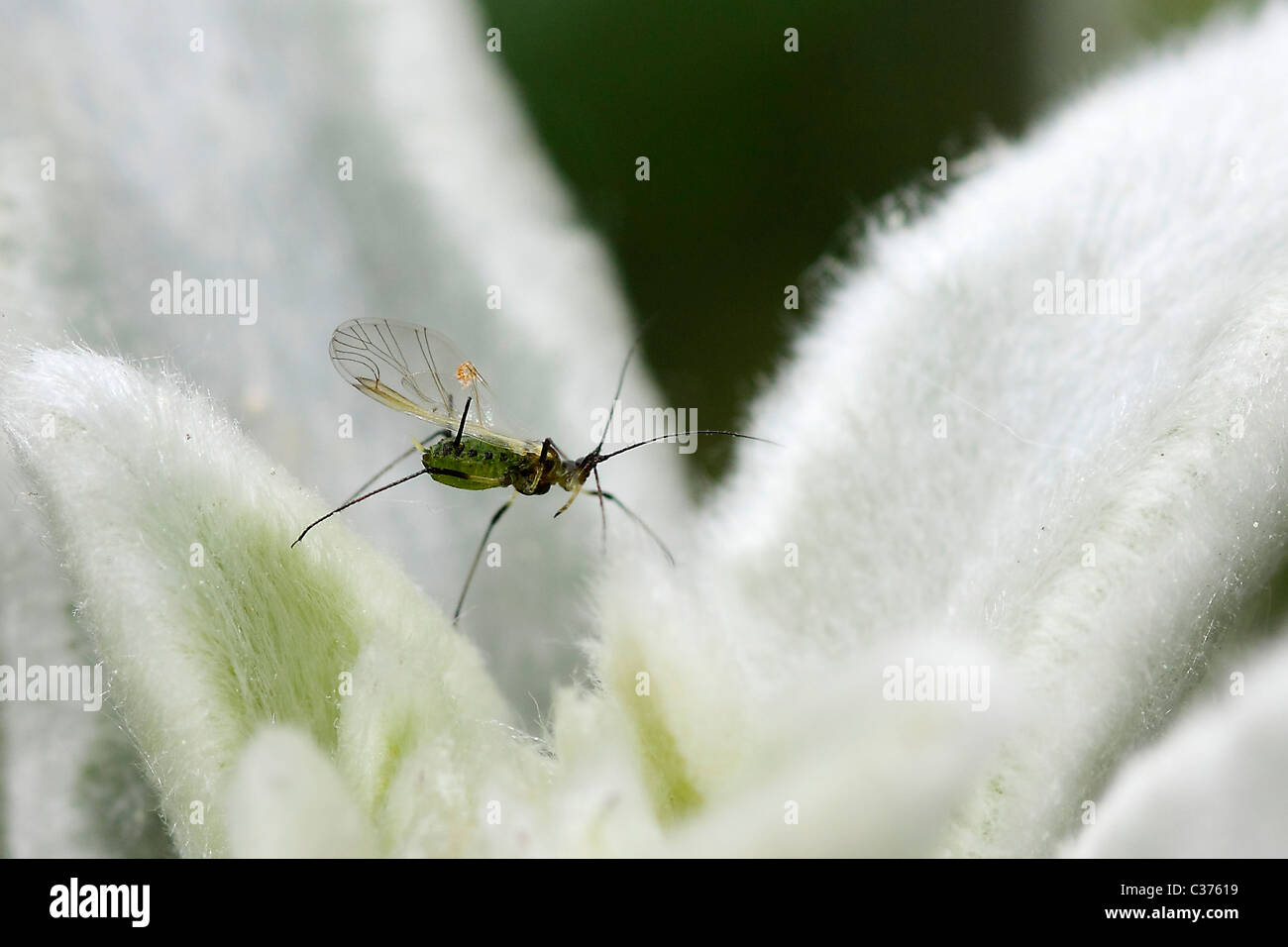 Aphid of the wheat Stock Photo