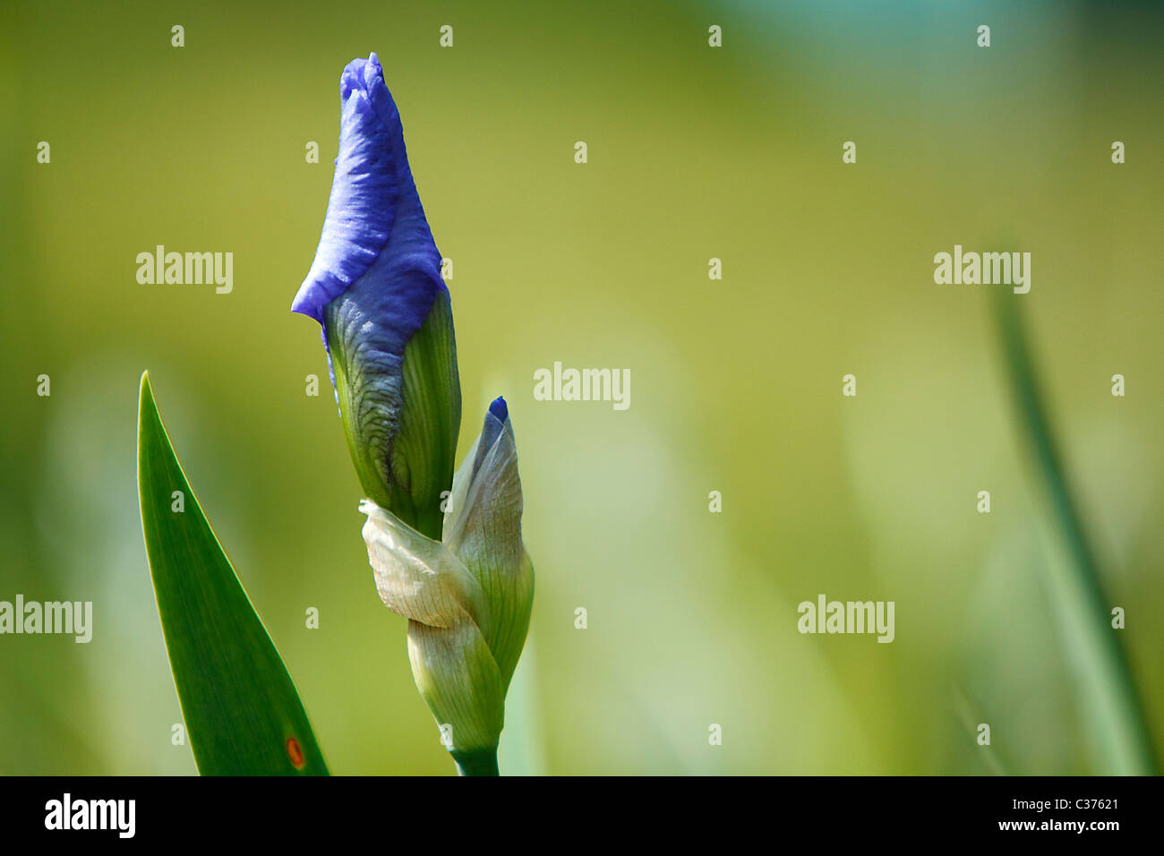 Blue iris of gardens Stock Photo