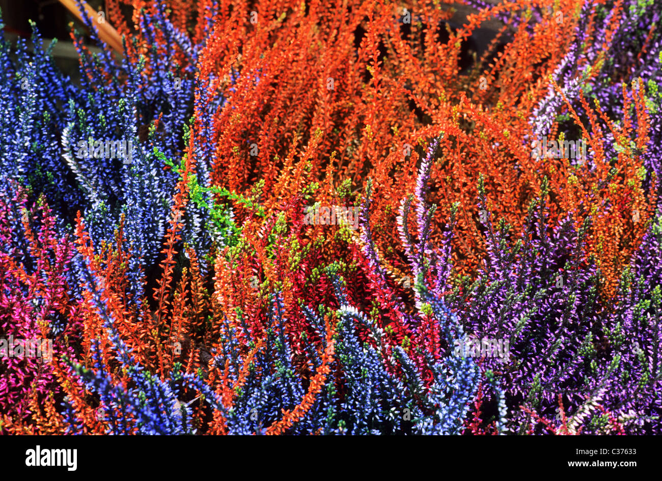 Heathers. Autumn, Winter Flowering calluna flower flowers garden plant