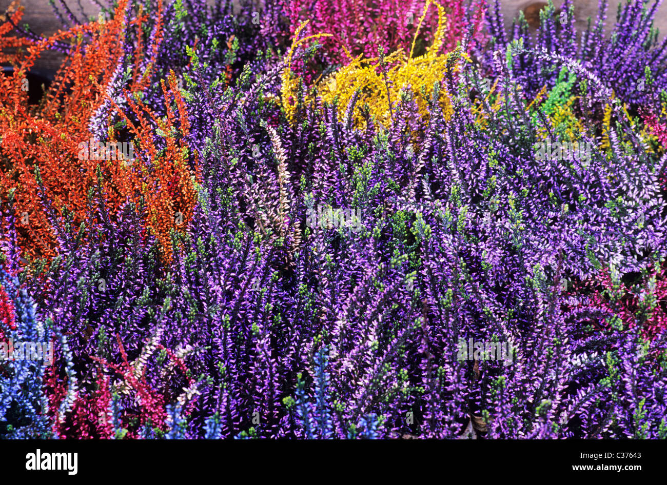 Heathers. Autumn, Winter Flowering calluna flower flowers garden plant plants heather Erica colourful colorful mixed colours Stock Photo