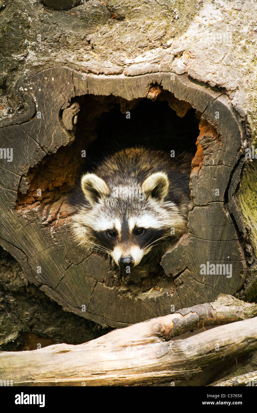 Raccoon at home Stock Photo - Alamy